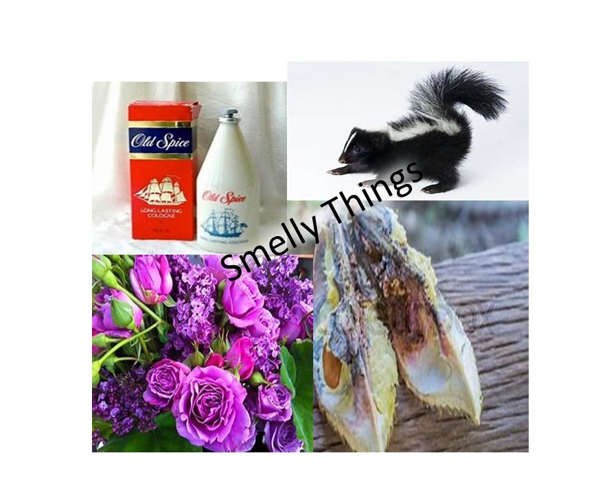 Smelly Things.jpg
